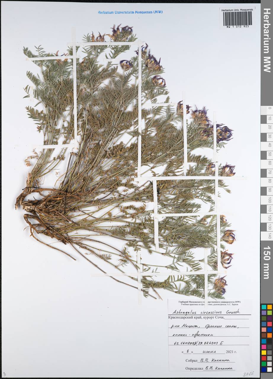 Астрагал черкесский Grossh., Кавказ, Черноморское побережье (от Новороссийска до Адлера) (K3) (Россия)