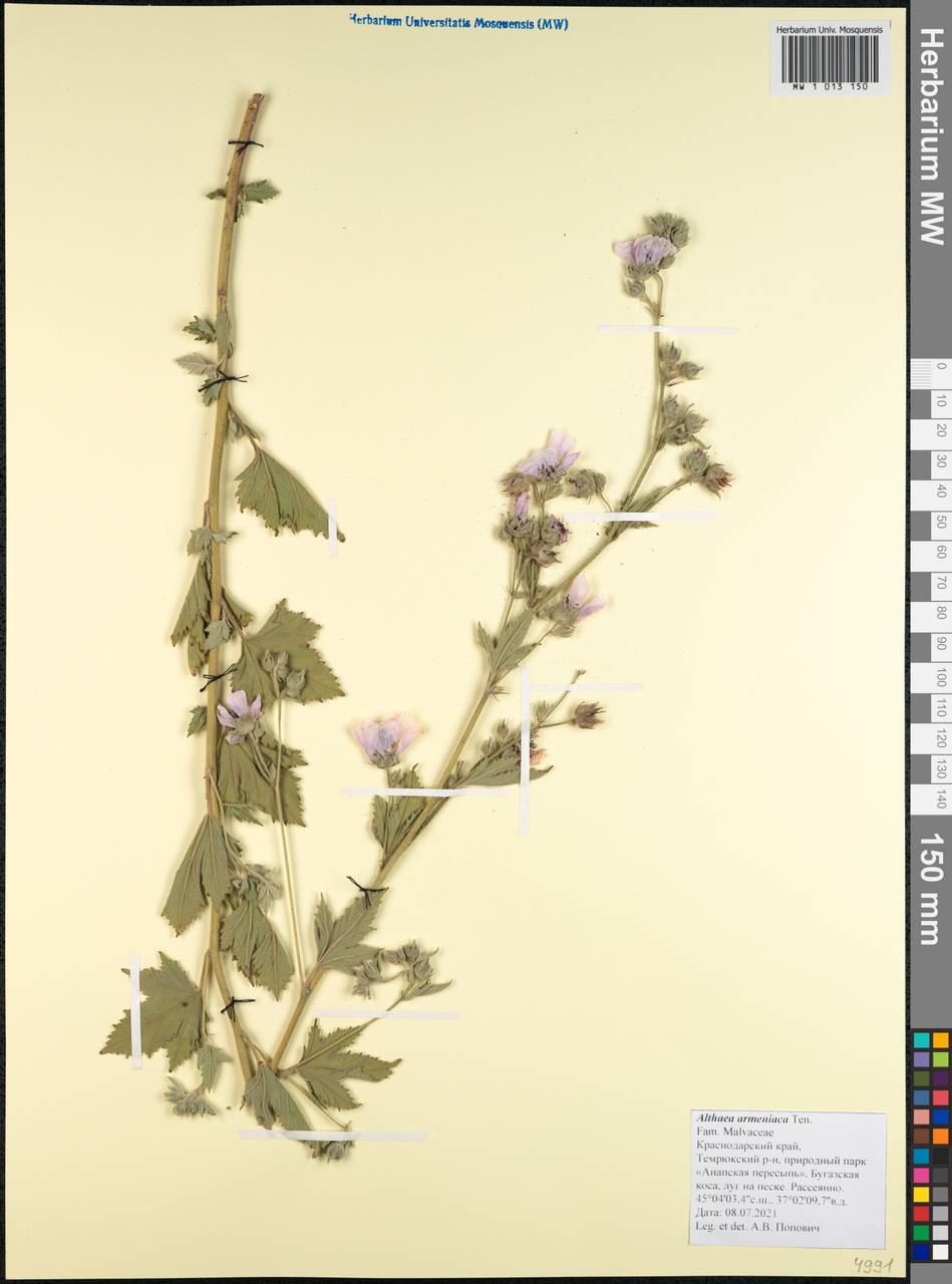 Алтей армянский Ten., Кавказ, Краснодарский край и Адыгея (K1a) (Россия)