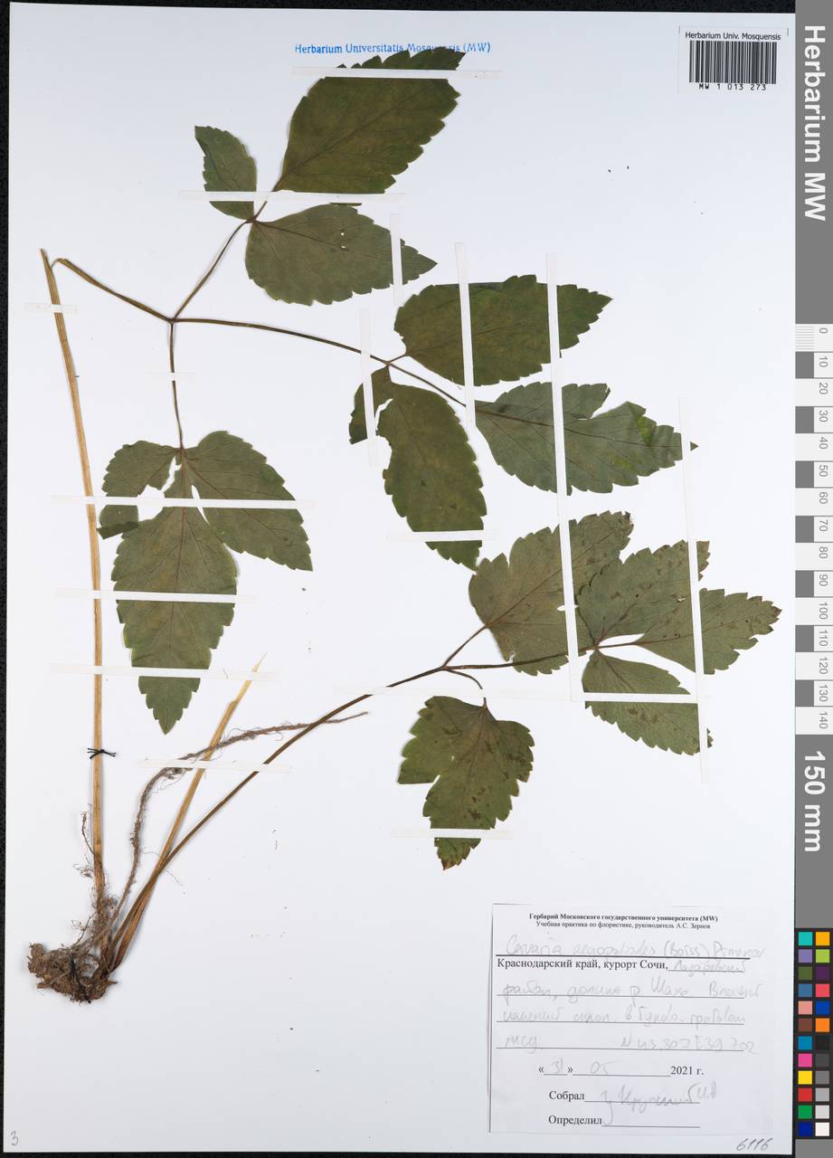 Rhizomatophora aegopodioides (Boiss.) Pimenov, Кавказ, Черноморское побережье (от Новороссийска до Адлера) (K3) (Россия)