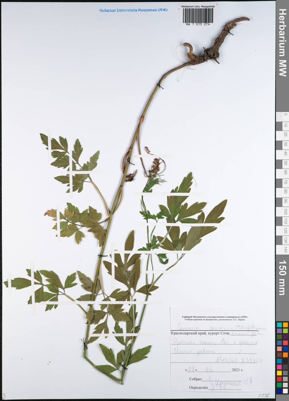 Дихоропеталум кавказский (M.Bieb.) Soldano, Galasso & Banfi, Кавказ, Черноморское побережье (от Новороссийска до Адлера) (K3) (Россия)