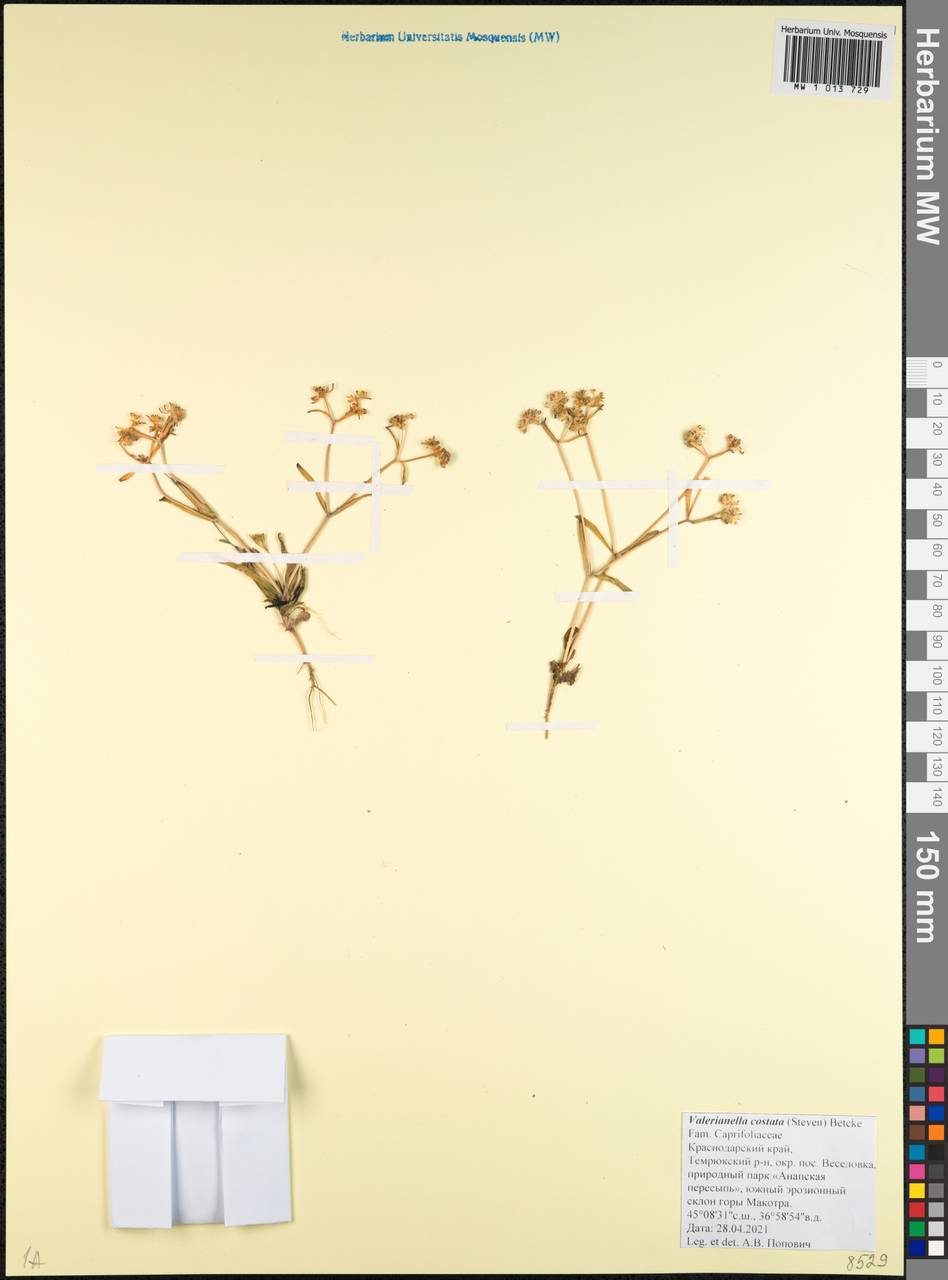 Валерианелла ребристая (Stev.) Betcke, Кавказ, Краснодарский край и Адыгея (K1a) (Россия)