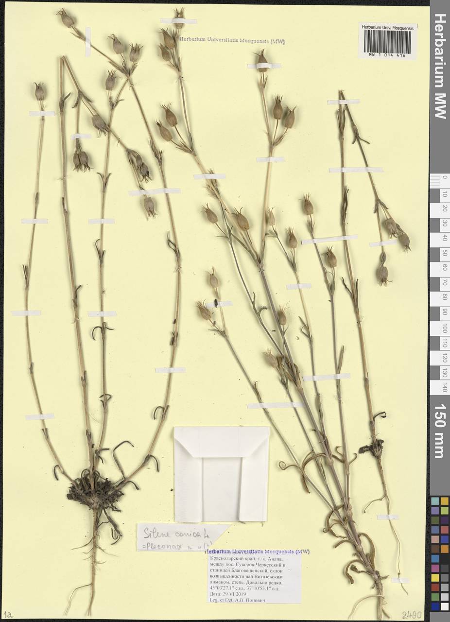 Silene conica subsp. conica, Кавказ, Краснодарский край и Адыгея (K1a) (Россия)