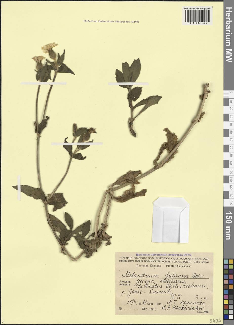 Смолевка Балансы Boiss., Кавказ, Грузия (K4) (Грузия)