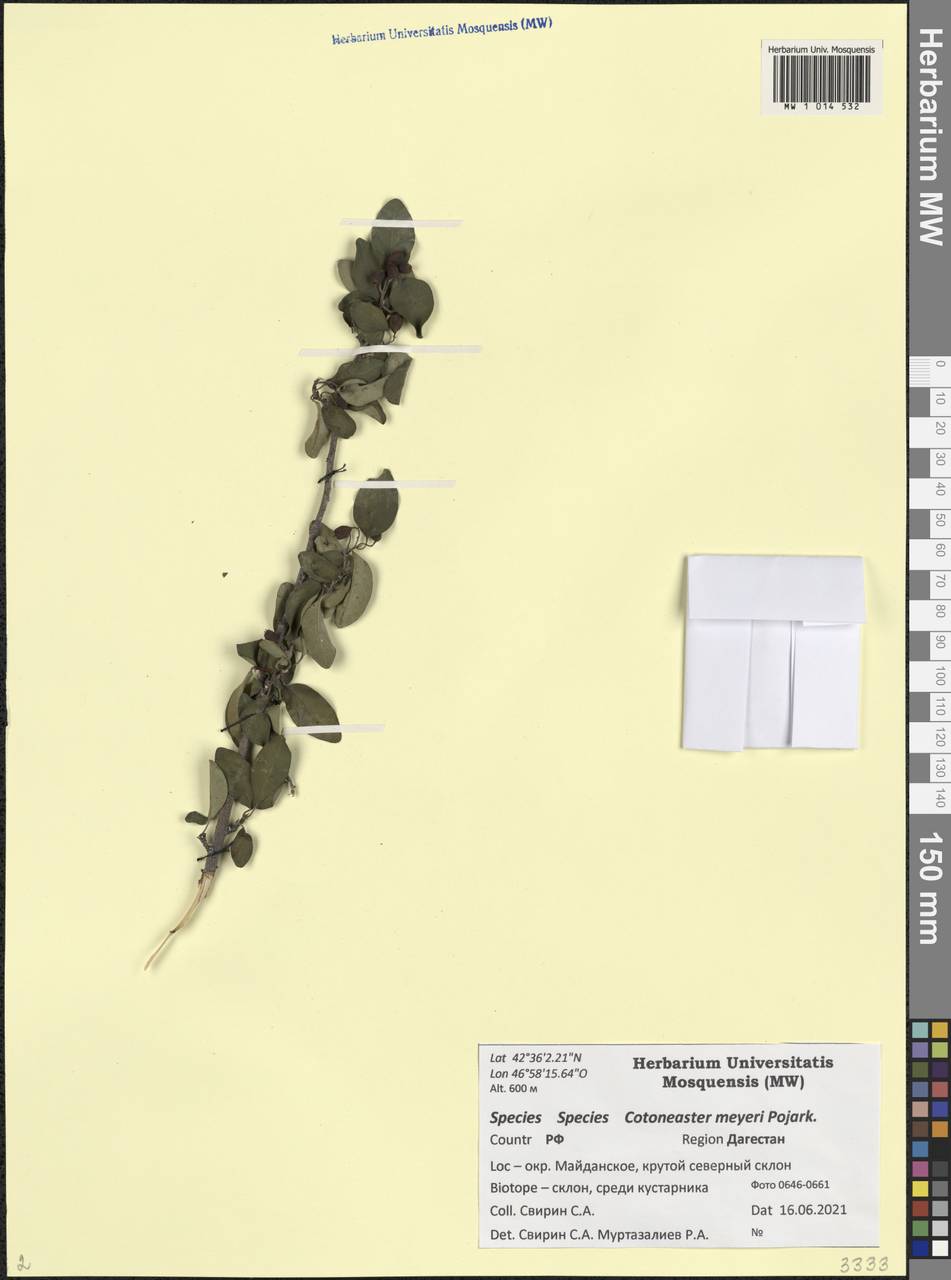 Cotoneaster meyeri Pojark., Кавказ, Дагестан (K2) (Россия)