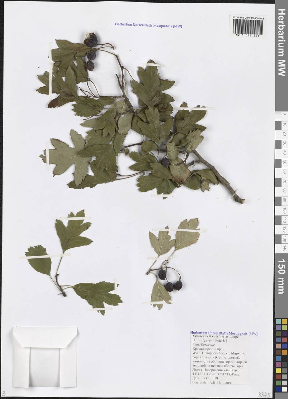 Crataegus × rubrinervis Lange, Кавказ, Черноморское побережье (от Новороссийска до Адлера) (K3) (Россия)