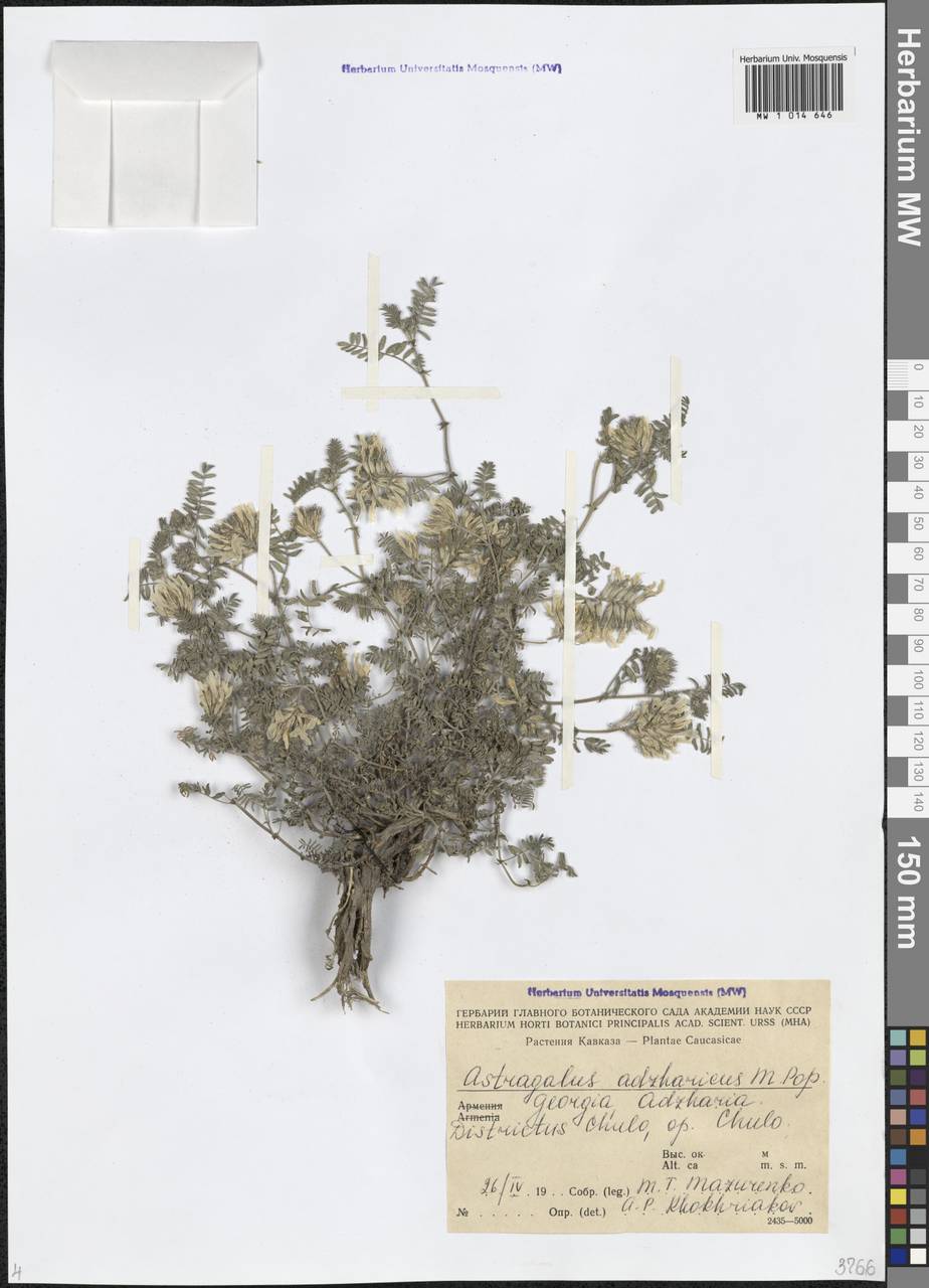 Astragalus adzharicus Popov, Кавказ, Грузия (K4) (Грузия)