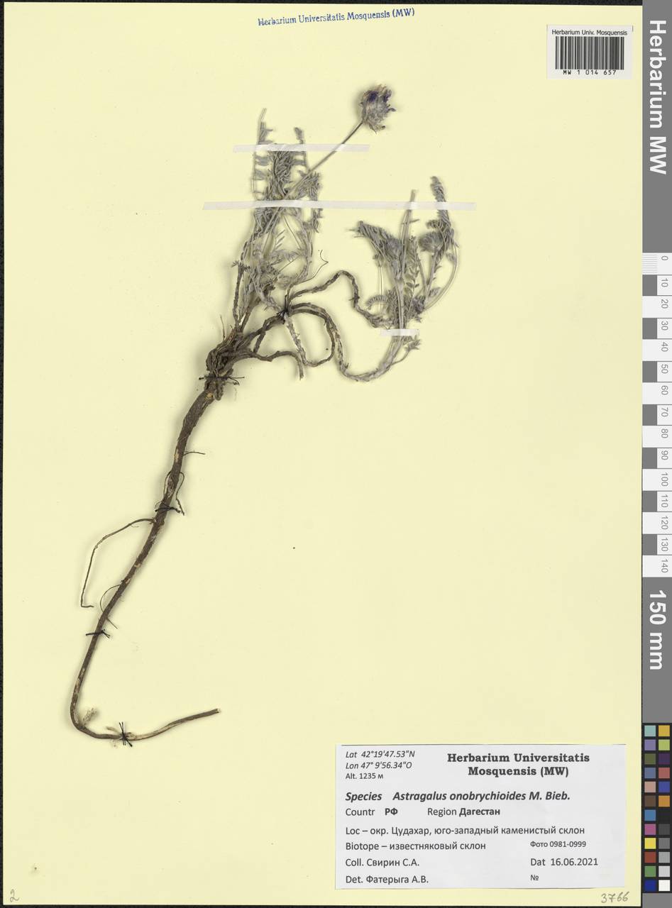 Астрагал эспарцетовидный M.Bieb., Кавказ, Дагестан (K2) (Россия)