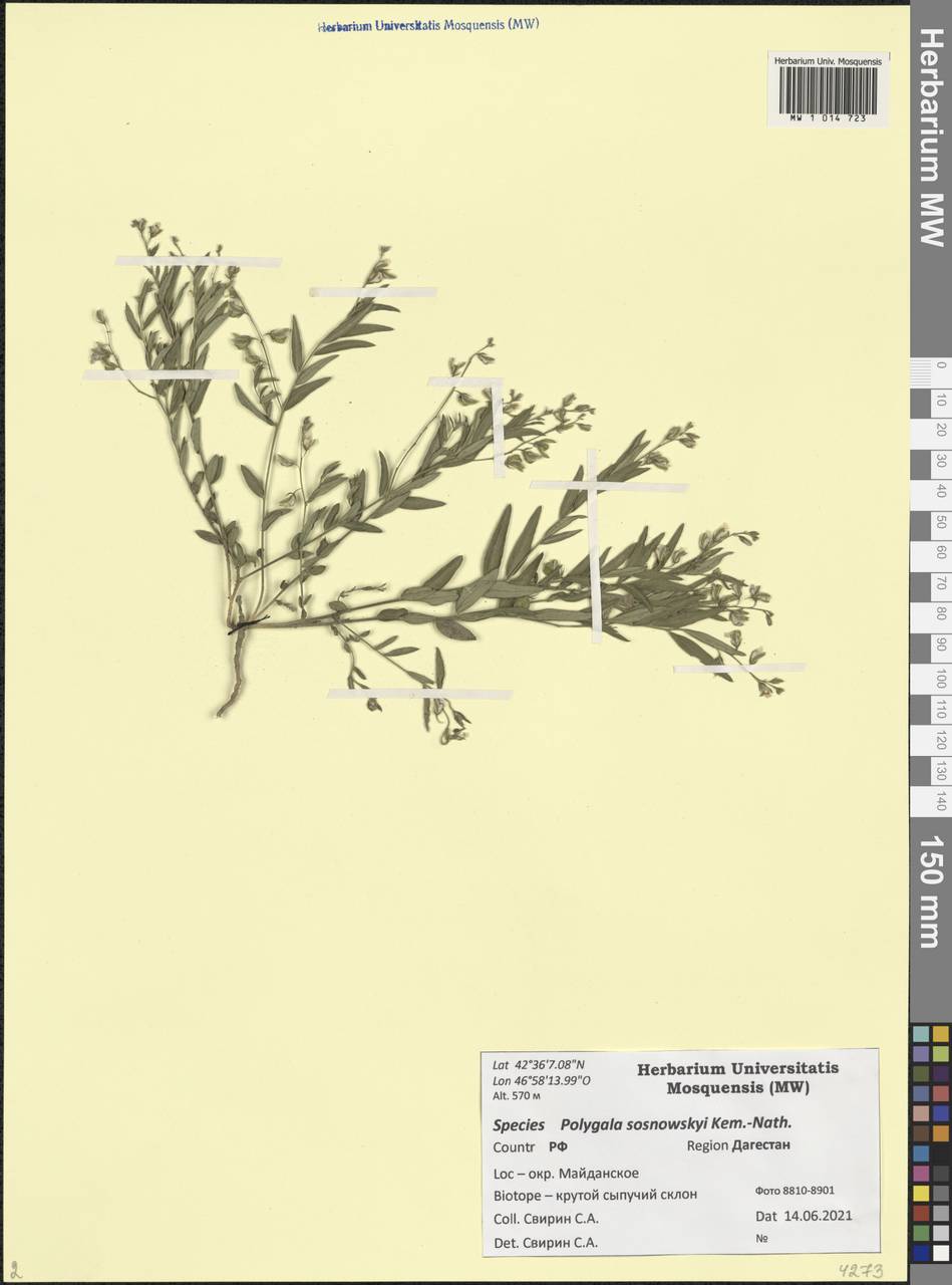 Истод Сосновского Kem.-Nath., Кавказ, Дагестан (K2) (Россия)