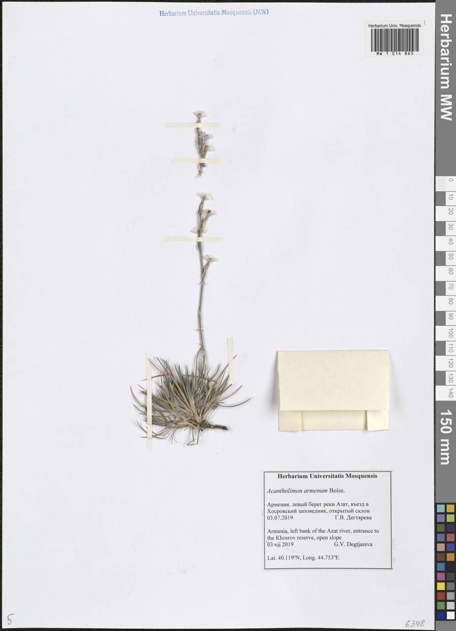 Акантолимон армянский Boiss. & A. Huet, Кавказ, Армения (K5) (Армения)