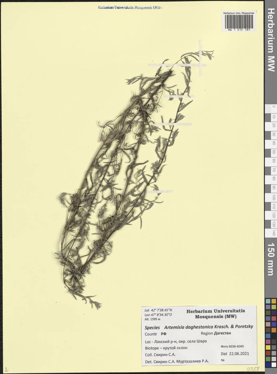 Artemisia daghestanica