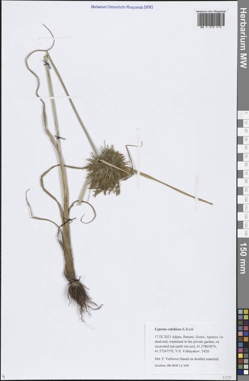 Cyperus colchicus K.Koch, Кавказ, Грузия (K4) (Грузия)