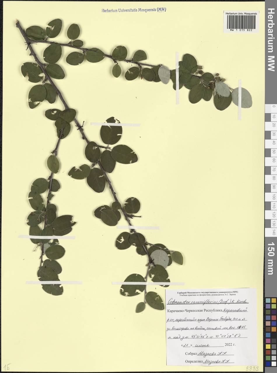 Кизильник приятный Pojark., Кавказ, Ставропольский край, Карачаево-Черкесия, Кабардино-Балкария (K1b) (Россия)