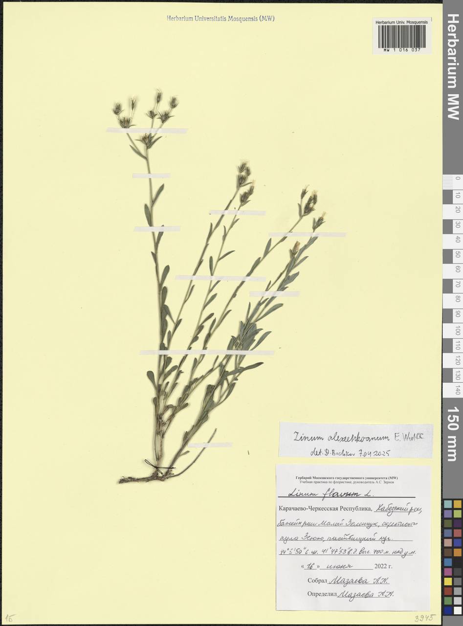 Лен армянский (Bordz.) P.H.Davis, Кавказ, Ставропольский край, Карачаево-Черкесия, Кабардино-Балкария (K1b) (Россия)