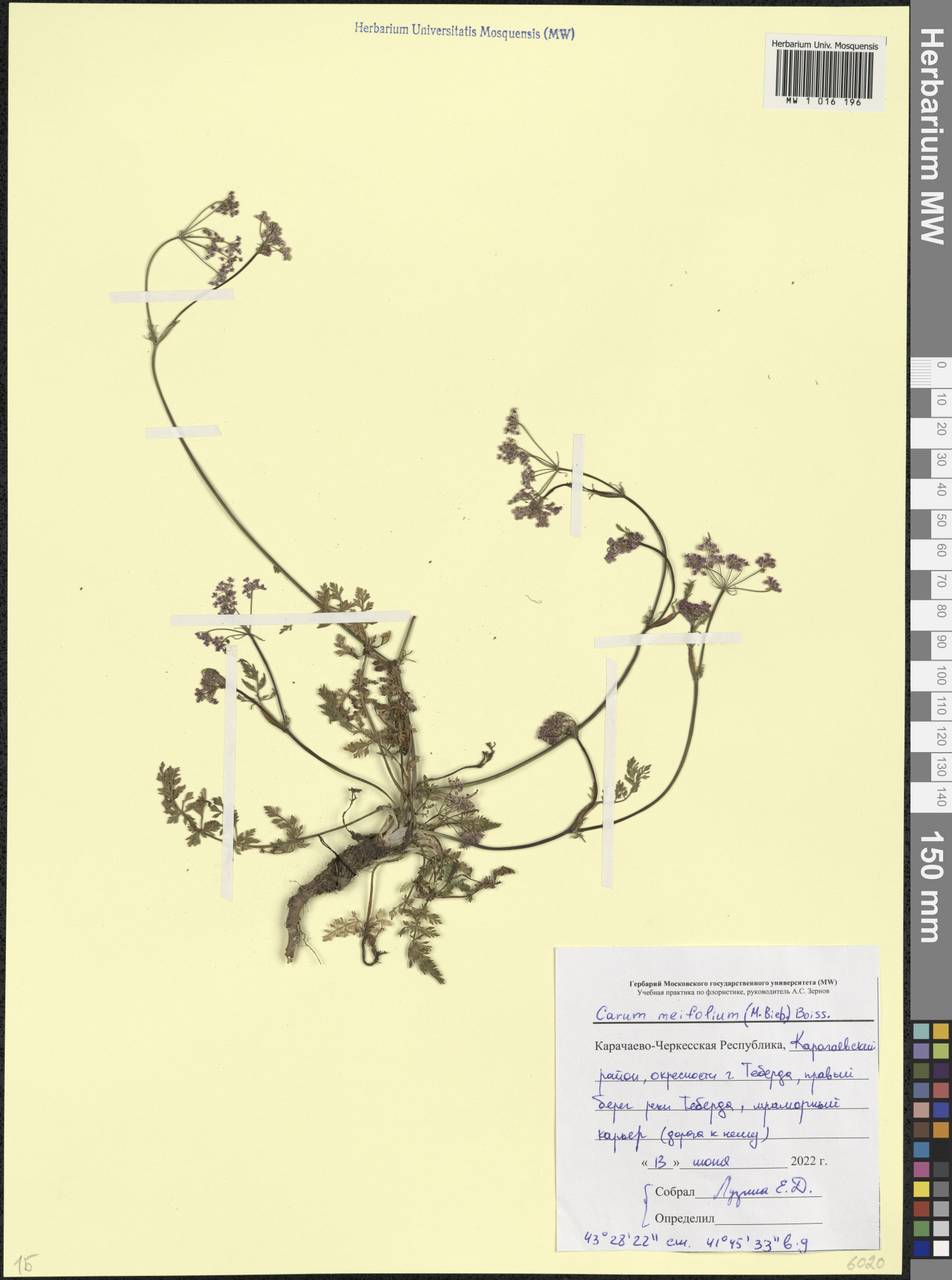 Тмин рассеченнолистный (M.Bieb.) Boiss., Кавказ, Ставропольский край, Карачаево-Черкесия, Кабардино-Балкария (K1b) (Россия)