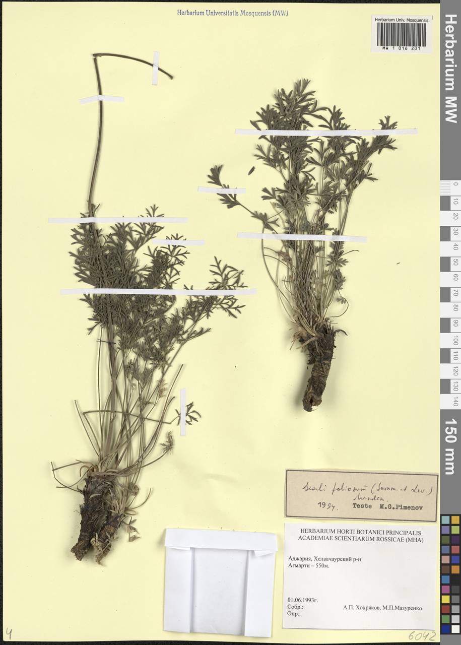 Жабрица многолистная (Sommier & Levier) Manden., Кавказ, Грузия (K4) (Грузия)