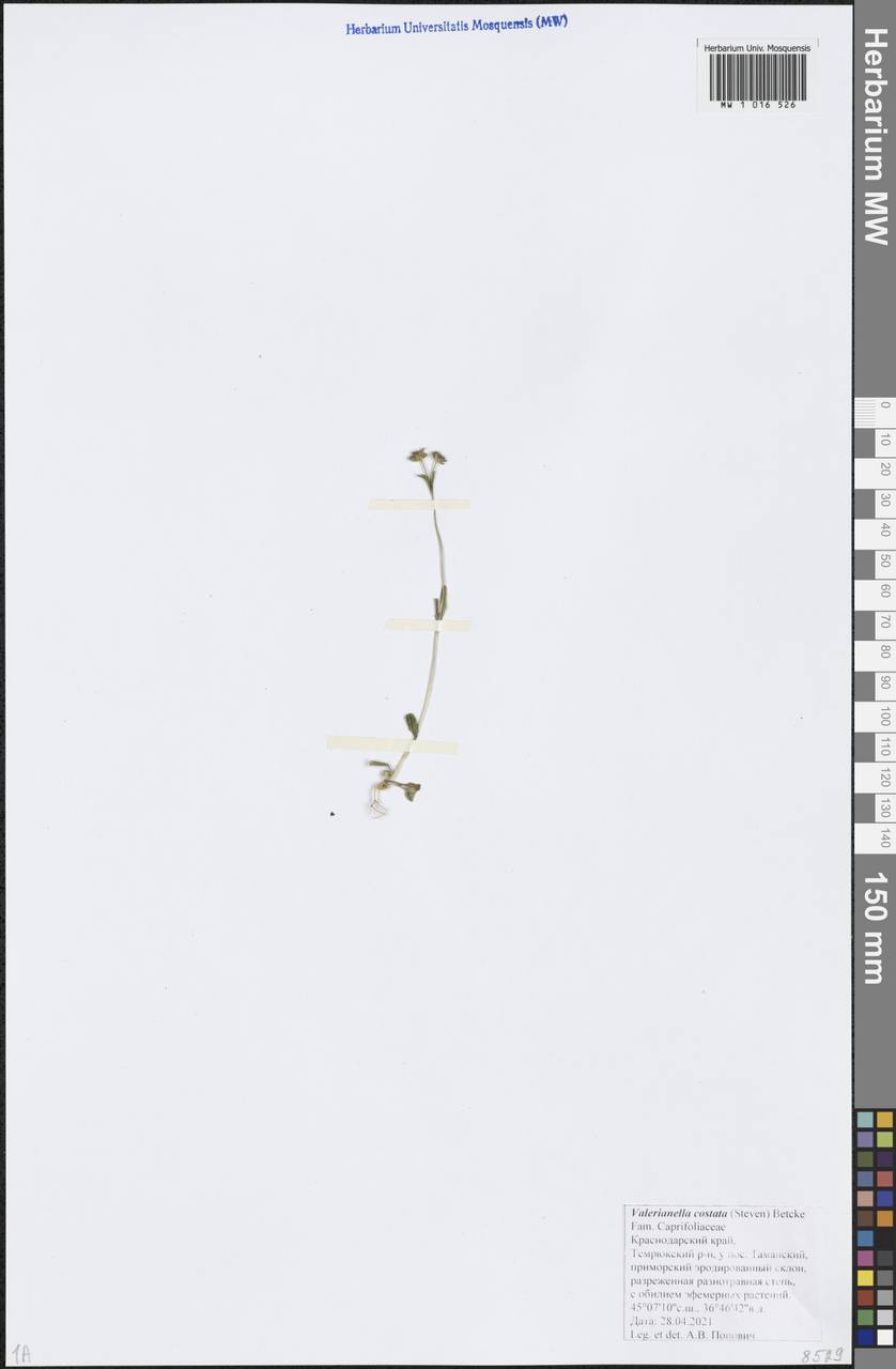 Валерианелла ребристая (Steven) Betcke, Кавказ, Краснодарский край и Адыгея (K1a) (Россия)