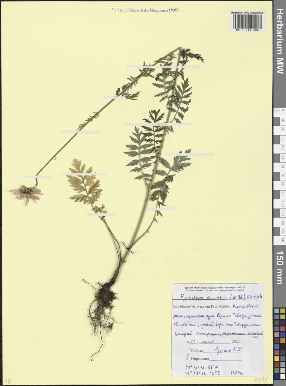 Пижма ярко-красная, Кавказ, Ставропольский край, Карачаево-Черкесия, Кабардино-Балкария (K1b) (Россия)