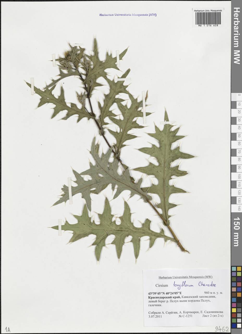 Lophiolepis gagnidzei (Kharadze) Bures, Del Guacchio, Iamonico & P. Caputo, Кавказ, Краснодарский край и Адыгея (K1a) (Россия)