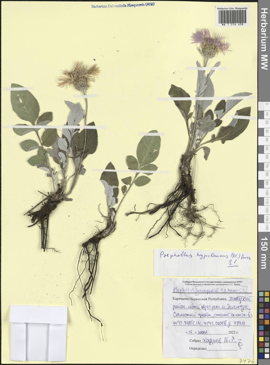 Псефеллюс черкесский (Albov) Galushko, Кавказ, Ставропольский край, Карачаево-Черкесия, Кабардино-Балкария (K1b) (Россия)
