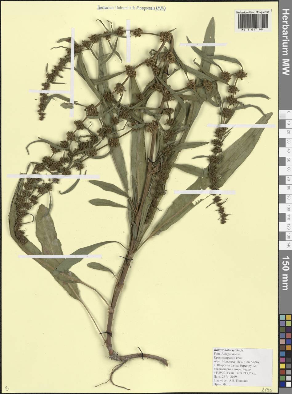 Щавель зубчатый, Кавказ, Черноморское побережье (от Новороссийска до Адлера) (K3) (Россия)