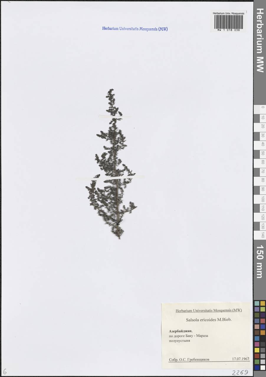 Nitrosalsola ericoides (M. Bieb.) Theodorova, Кавказ, Азербайджан (K6) (Азербайджан)