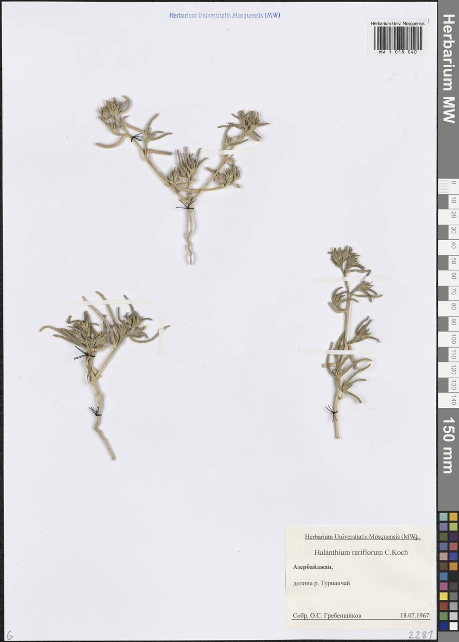 Halimocnemis rarifolia (K.Koch) Akhani, Кавказ, Азербайджан (K6) (Азербайджан)