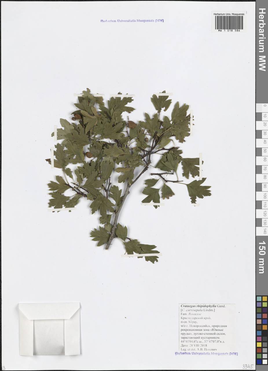 Crataegus praemonticola Holub, Кавказ, Черноморское побережье (от Новороссийска до Адлера) (K3) (Россия)