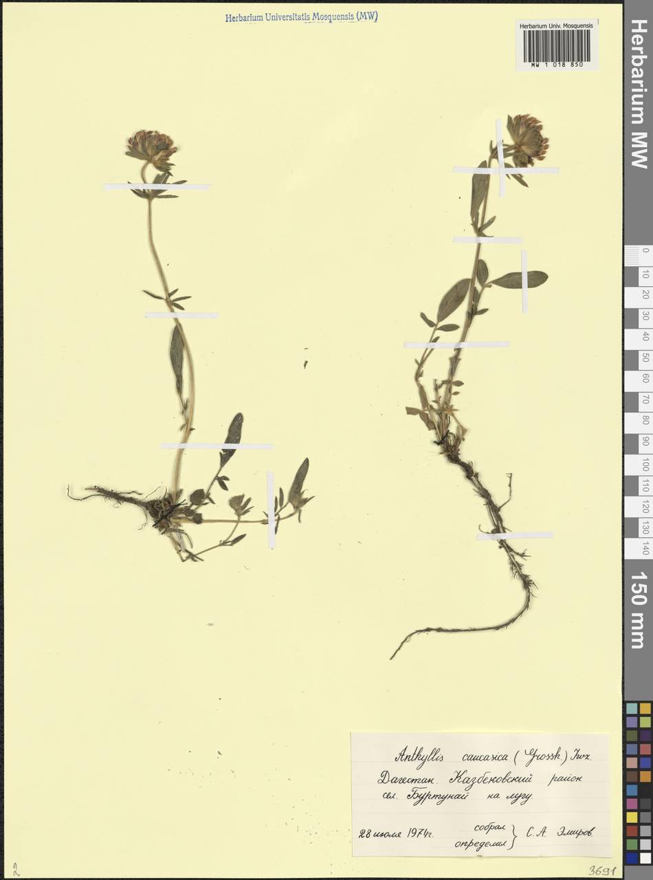 Anthyllis vulneraria subsp. variegata (Boiss. ex Beck) Bornm., Кавказ, Дагестан (K2) (Россия)