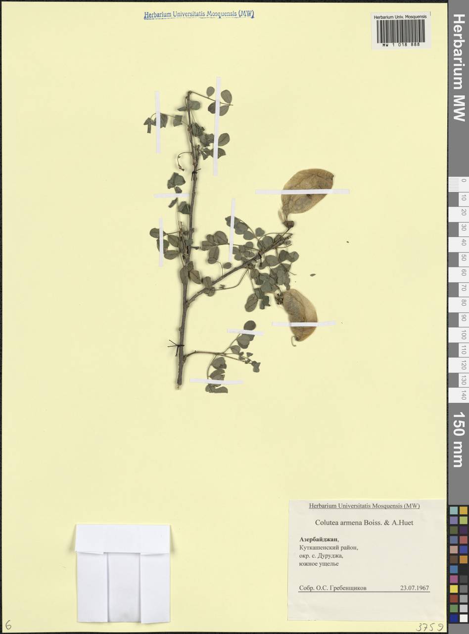 Colutea armena Boiss. & A.Huet, Кавказ, Азербайджан (K6) (Азербайджан)