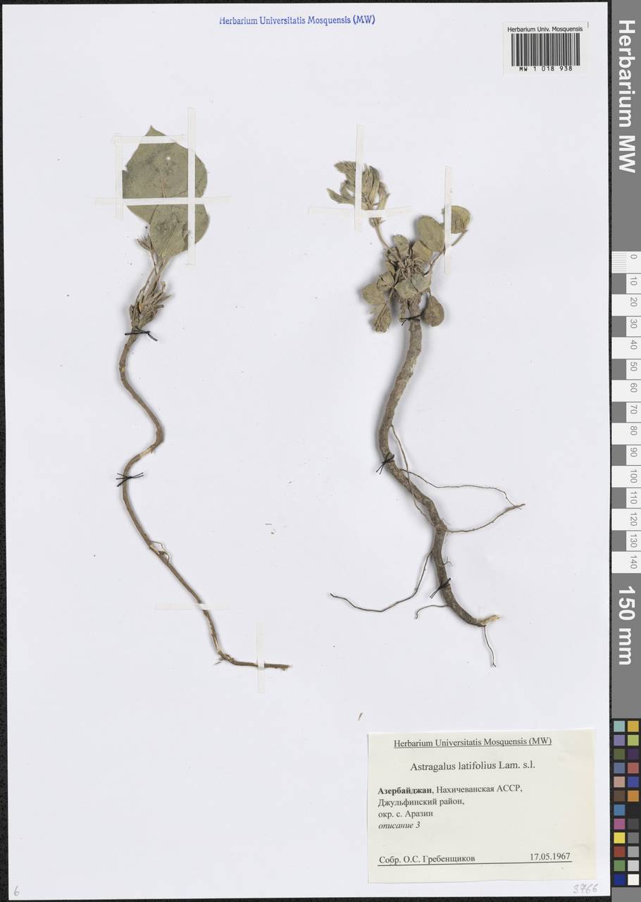Астрагал широколистный Lam., Кавказ, Азербайджан (K6) (Азербайджан)