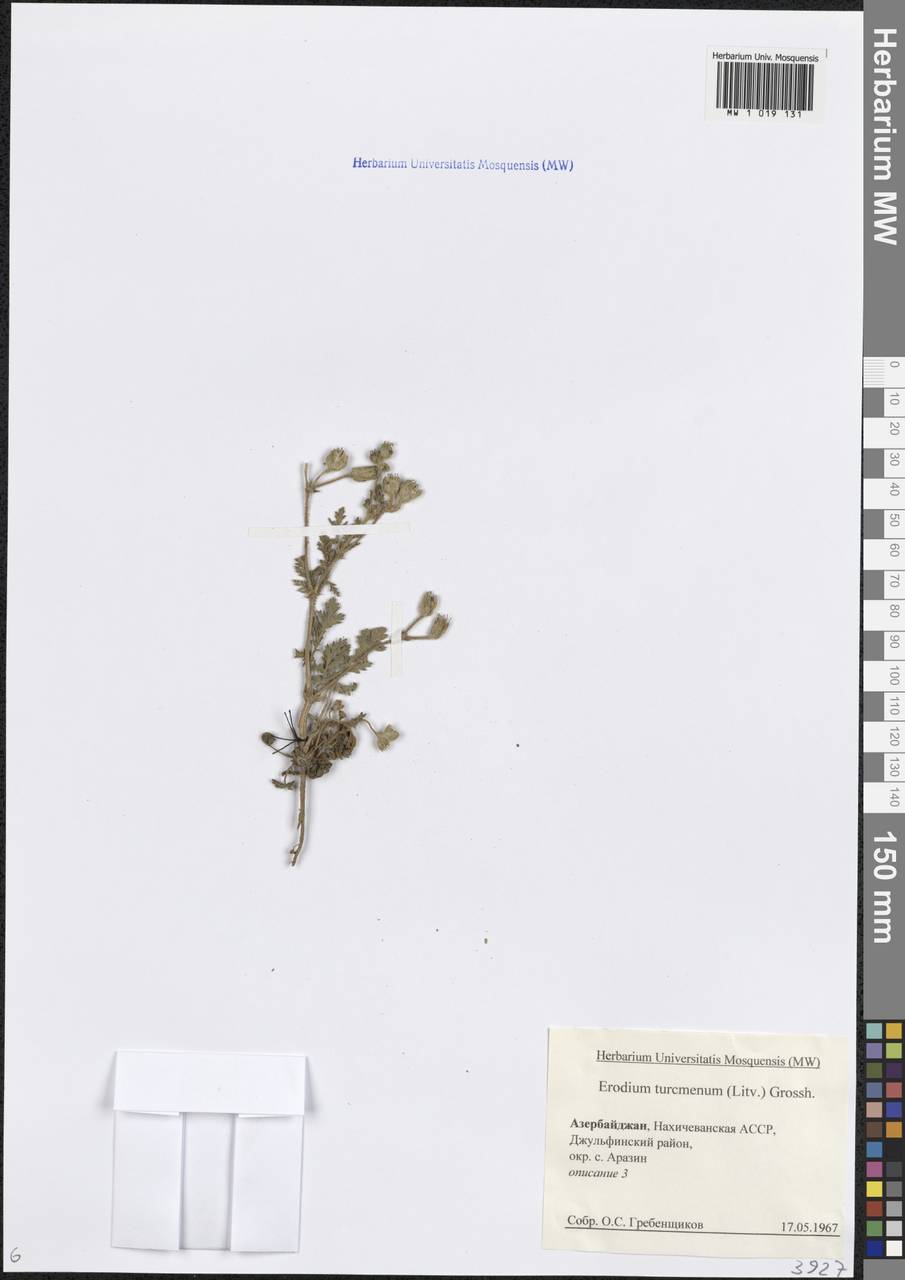 Erodium ciconium subsp. ciconium, Кавказ, Азербайджан (K6) (Азербайджан)