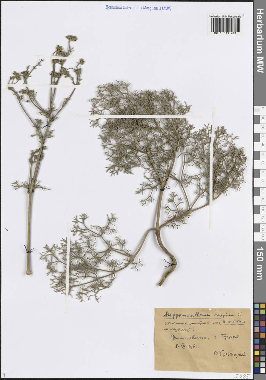Двулакунница каспийская (DC.) Pimenov & V.N.Tikhom., Кавказ, Грузия (K4) (Грузия)