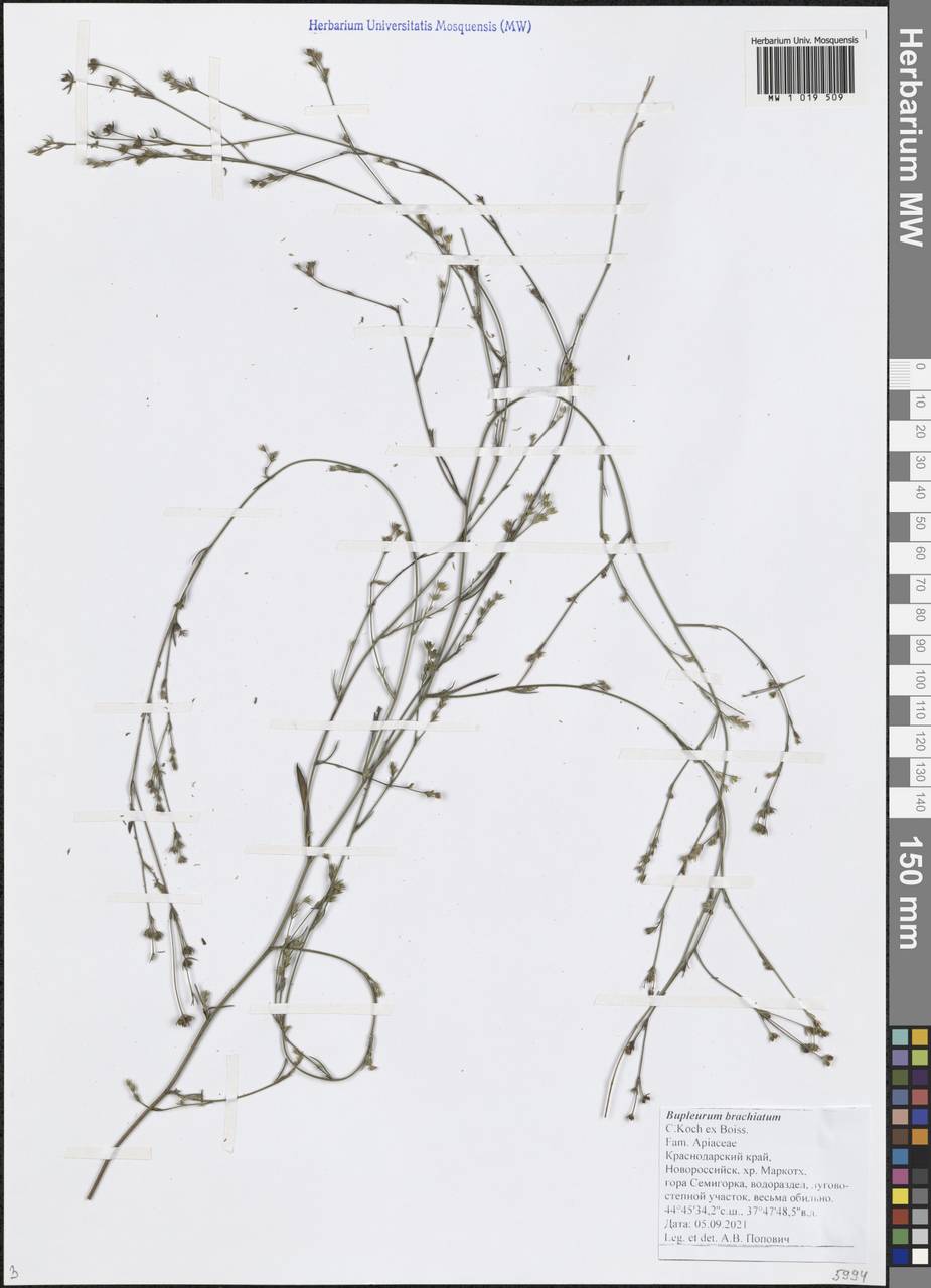 Володушка ветвистая K.Koch ex Boiss., Кавказ, Черноморское побережье (от Новороссийска до Адлера) (K3) (Россия)