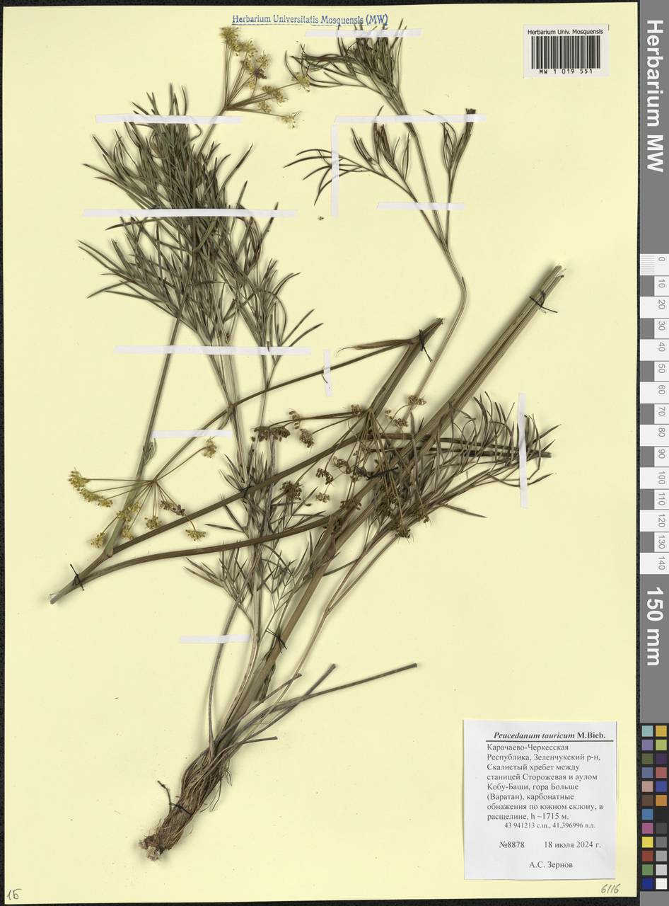 Горичник русский M. Bieb., Кавказ, Ставропольский край, Карачаево-Черкесия, Кабардино-Балкария (K1b) (Россия)