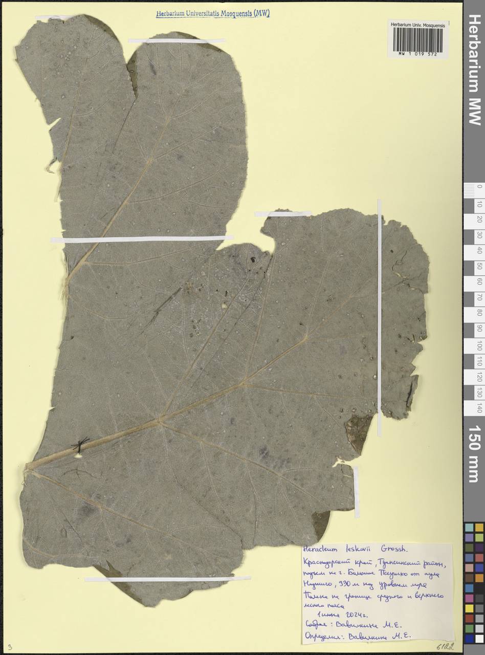 Борщевик Лескова Grossh., Кавказ, Черноморское побережье (от Новороссийска до Адлера) (K3) (Россия)