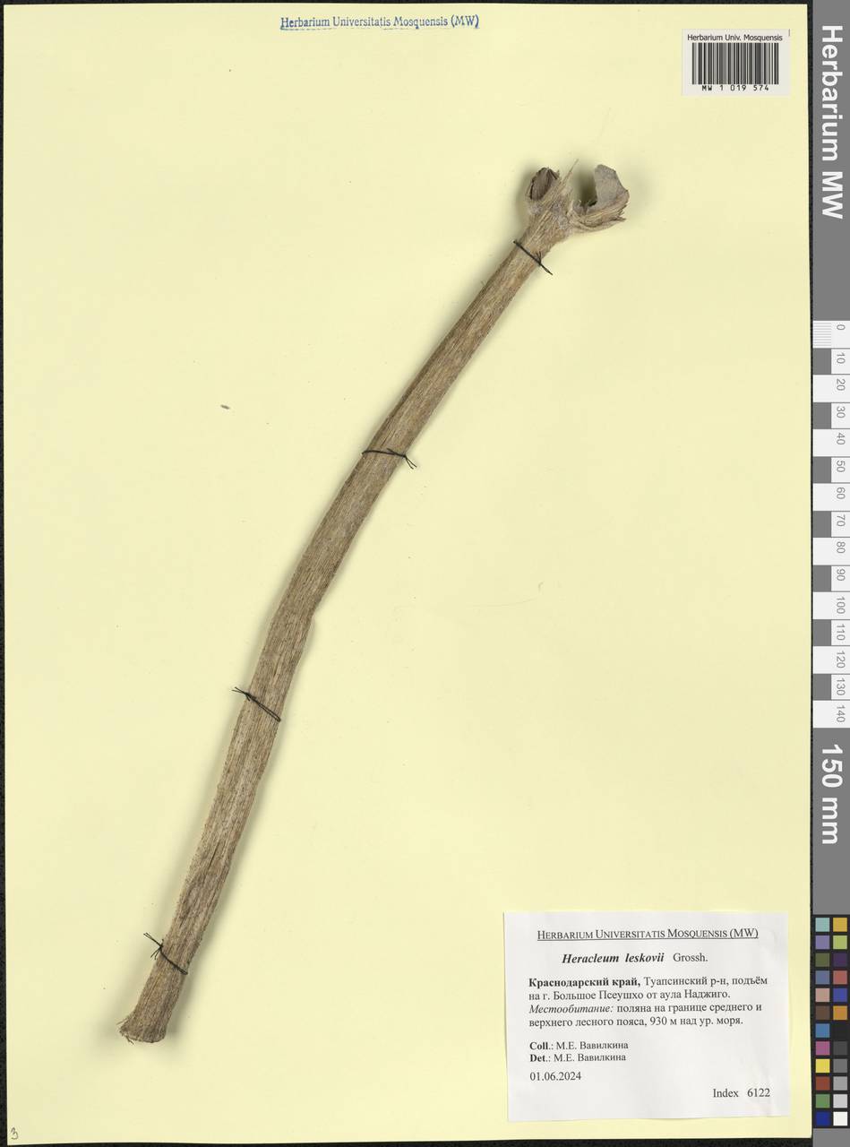 Борщевик Лескова Grossh., Кавказ, Черноморское побережье (от Новороссийска до Адлера) (K3) (Россия)