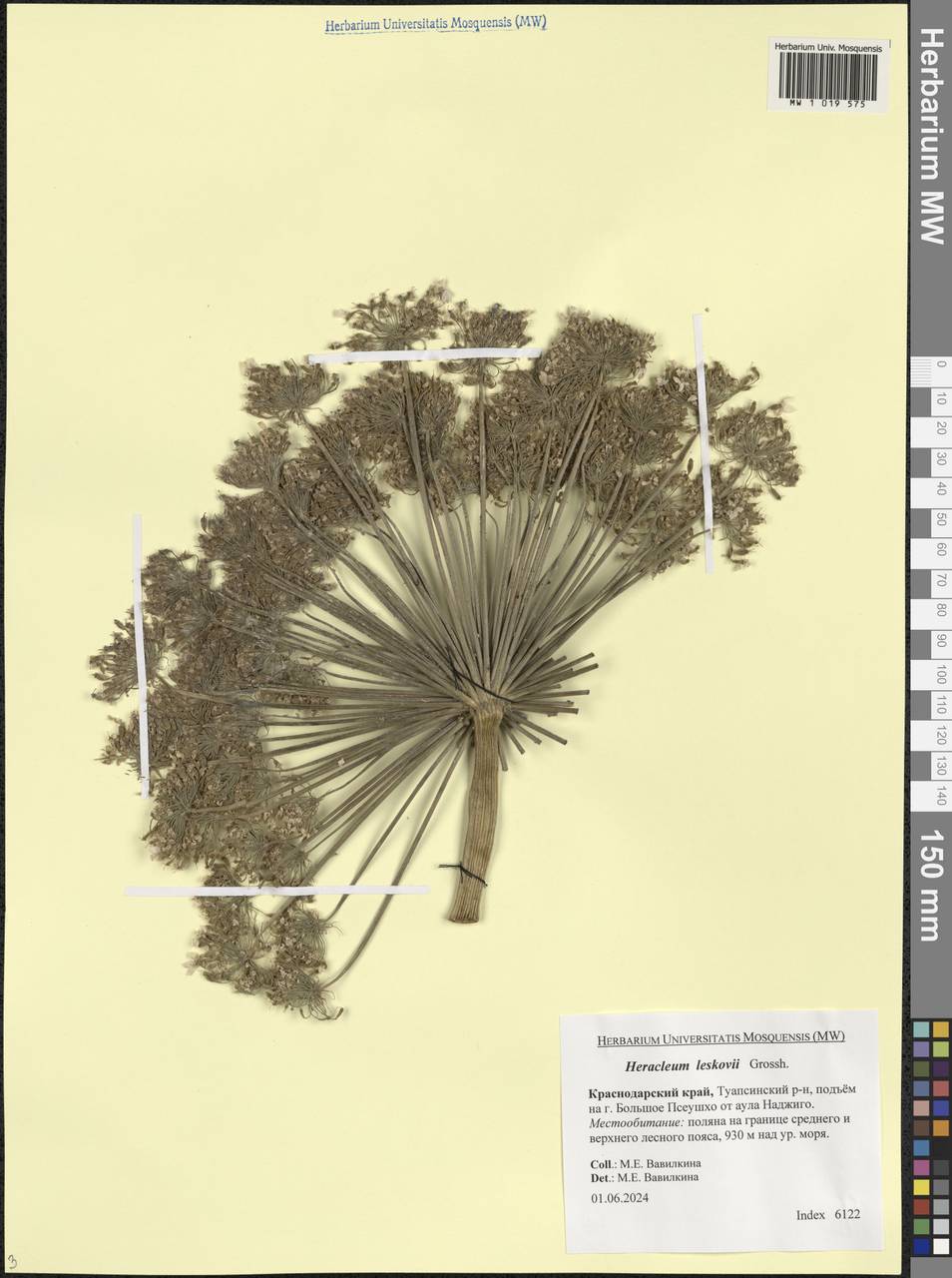 Борщевик Лескова Grossh., Кавказ, Черноморское побережье (от Новороссийска до Адлера) (K3) (Россия)