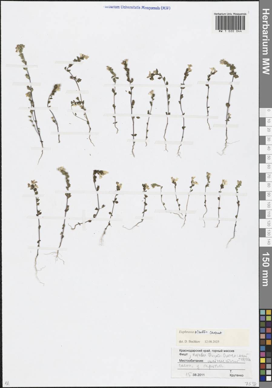 Очанка черешковая Wettst., Кавказ, Краснодарский край и Адыгея (K1a) (Россия)