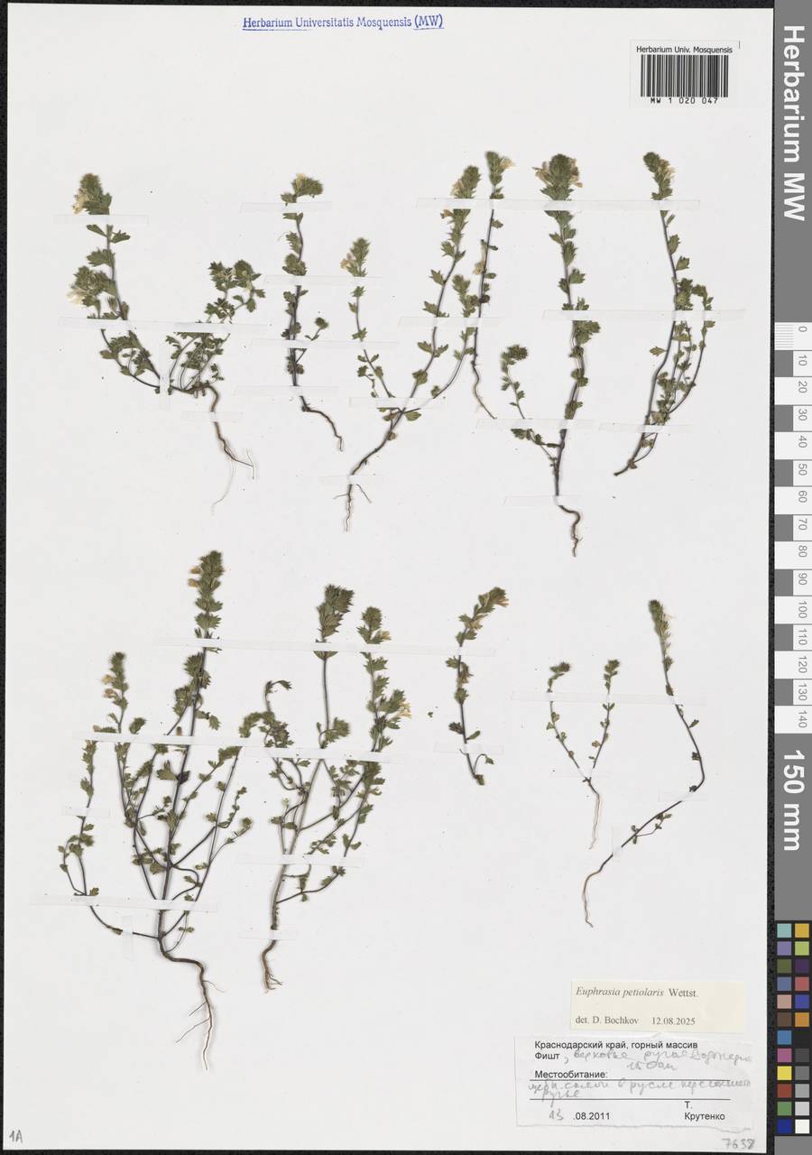 Очанка черешковая Wettst., Кавказ, Краснодарский край и Адыгея (K1a) (Россия)