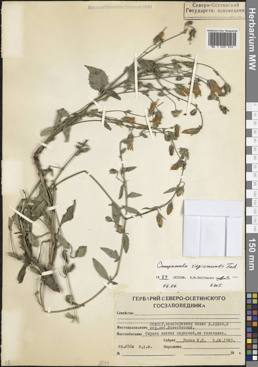 Campanula sarmatica subsp. sarmatica, Кавказ, Северная Осетия, Ингушетия и Чечня (K1c) (Россия)