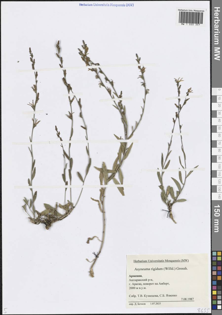 Asyneuma rigidum (Willd.) Grossh., Кавказ, Армения (K5) (Армения)
