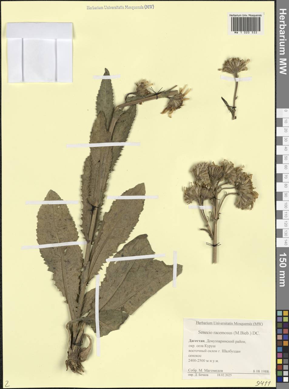 Jacobaea racemosa subsp. racemosa, Кавказ, Дагестан (K2) (Россия)