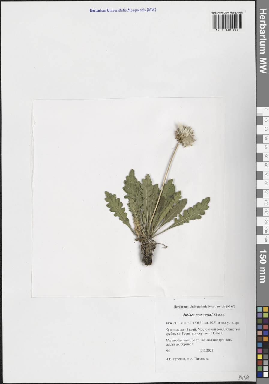 Jurinea sosnowskyi Grossh., Кавказ, Краснодарский край и Адыгея (K1a) (Россия)