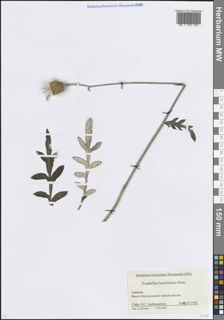 Псефеллюс Бушей Sosn., Кавказ, Краснодарский край и Адыгея (K1a) (Россия)