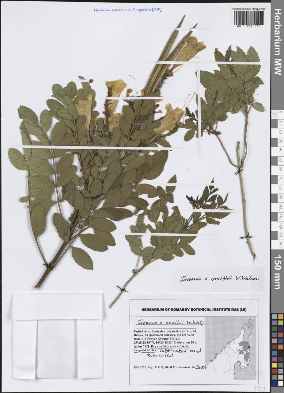 Tecoma smithii, Зарубежная Азия (ASIA) (ОАЭ)