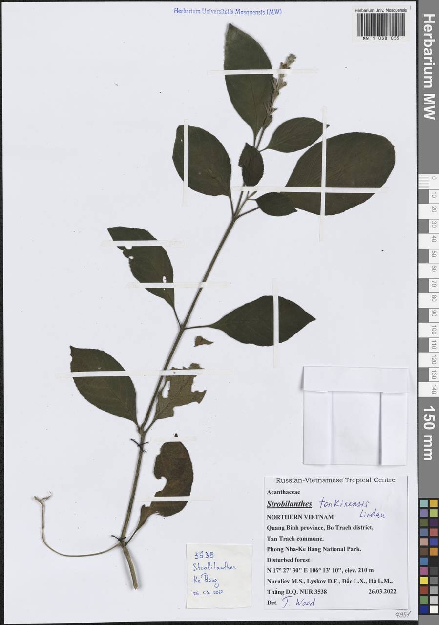 Strobilanthes tonkinensis Lindau, Зарубежная Азия (ASIA) (Вьетнам)