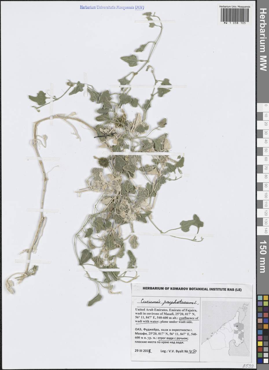 Cucumis prophetarum L., Зарубежная Азия (ASIA) (ОАЭ)
