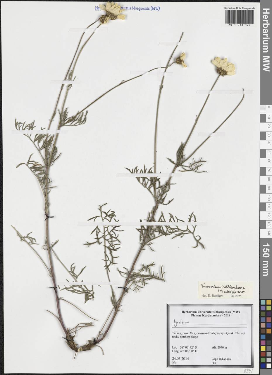 Tanacetum zahlbruckneri (Nábělek) Grierson, Зарубежная Азия (ASIA) (Турция)