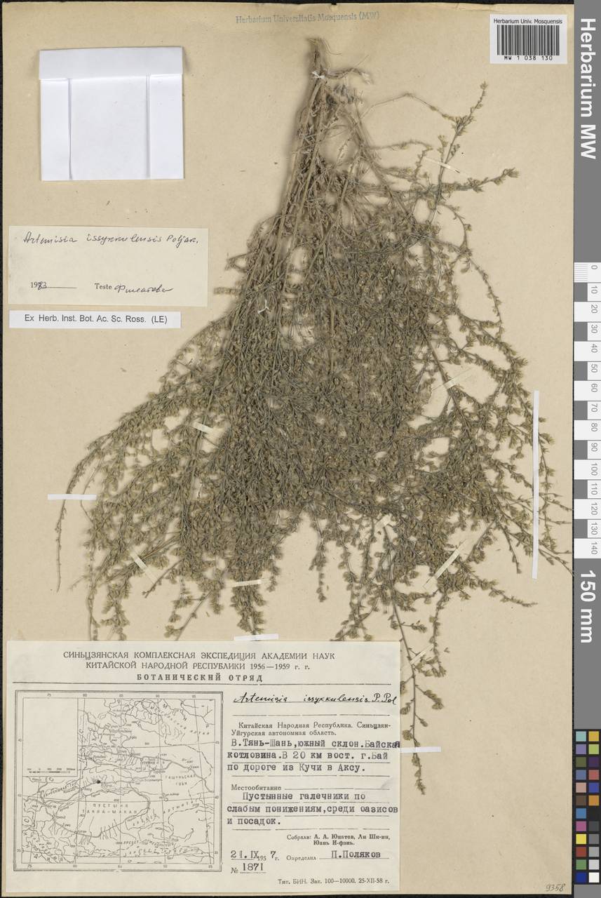 Artemisia issykkulensis Poljakov, Зарубежная Азия (ASIA) (КНР)