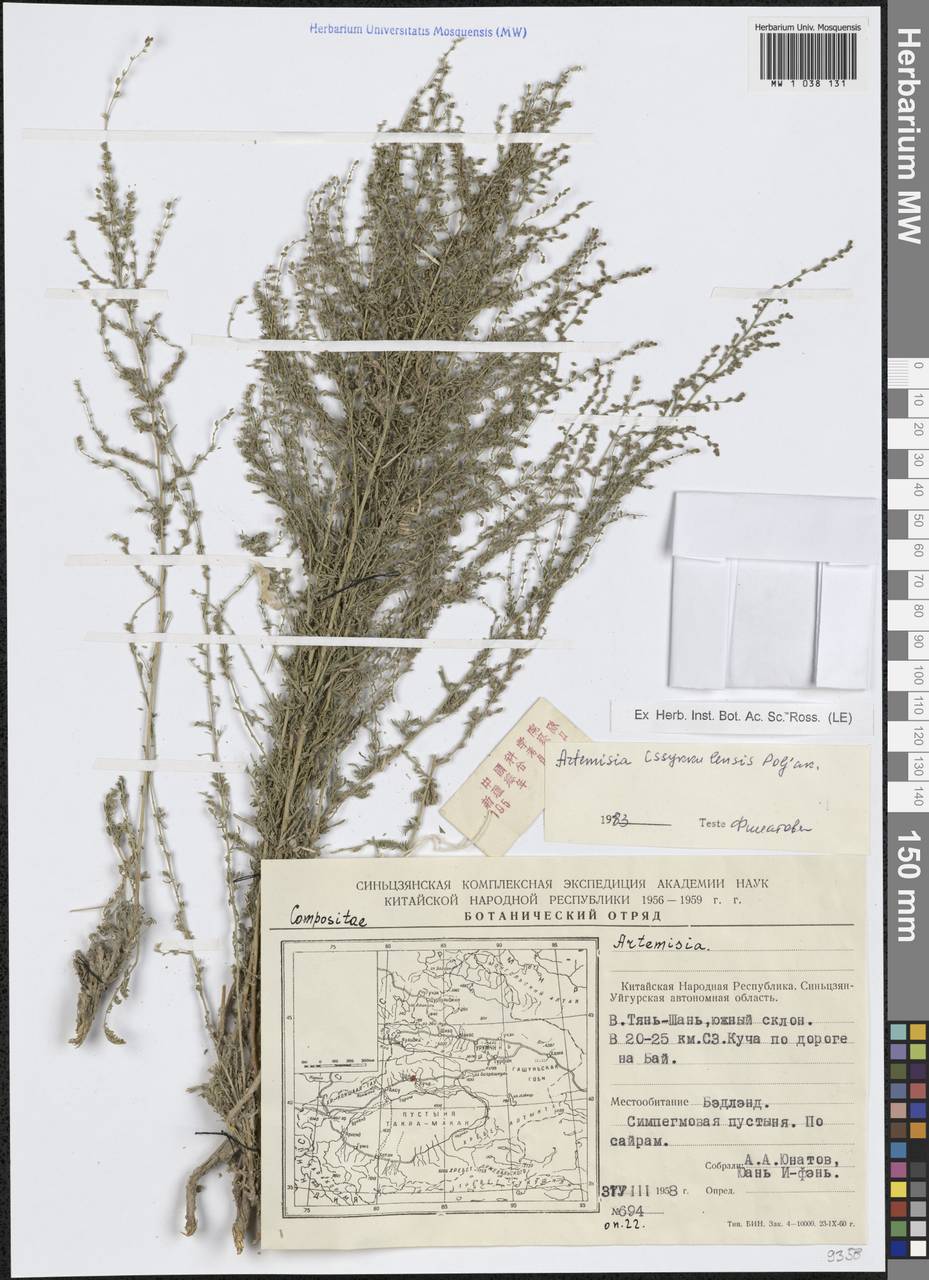 Artemisia issykkulensis